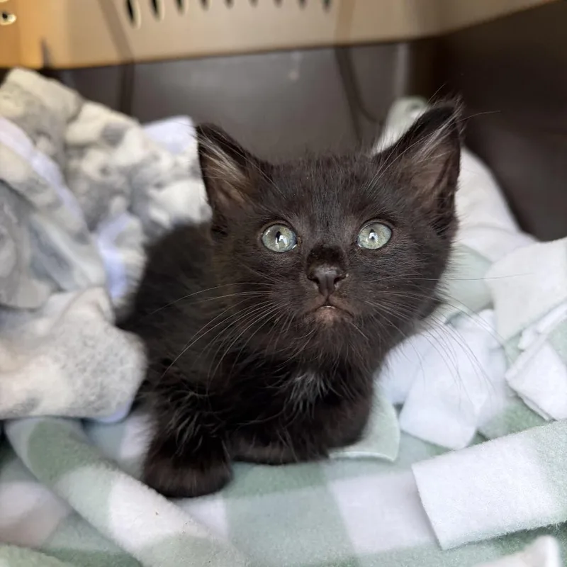 A baby small-sized male Black Domestic Short Hair cat named Ty for adoption in Juno Beach, FL