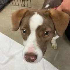 An adult medium-sized female Brown / Chocolate Mixed Breed dog named YORKStray for adoption in York, PA