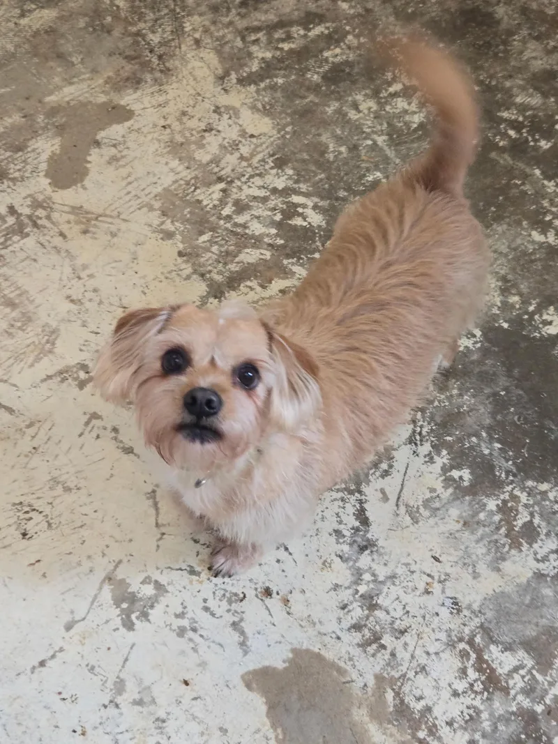 An adult small-sized male Golden Yorkshire Terrier dog named Cedric for adoption in Greensboro, NC