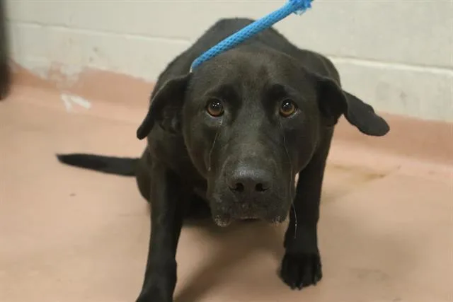 An adult medium-sized female Mixed Breed dog named Raven for adoption in Columbia, SC