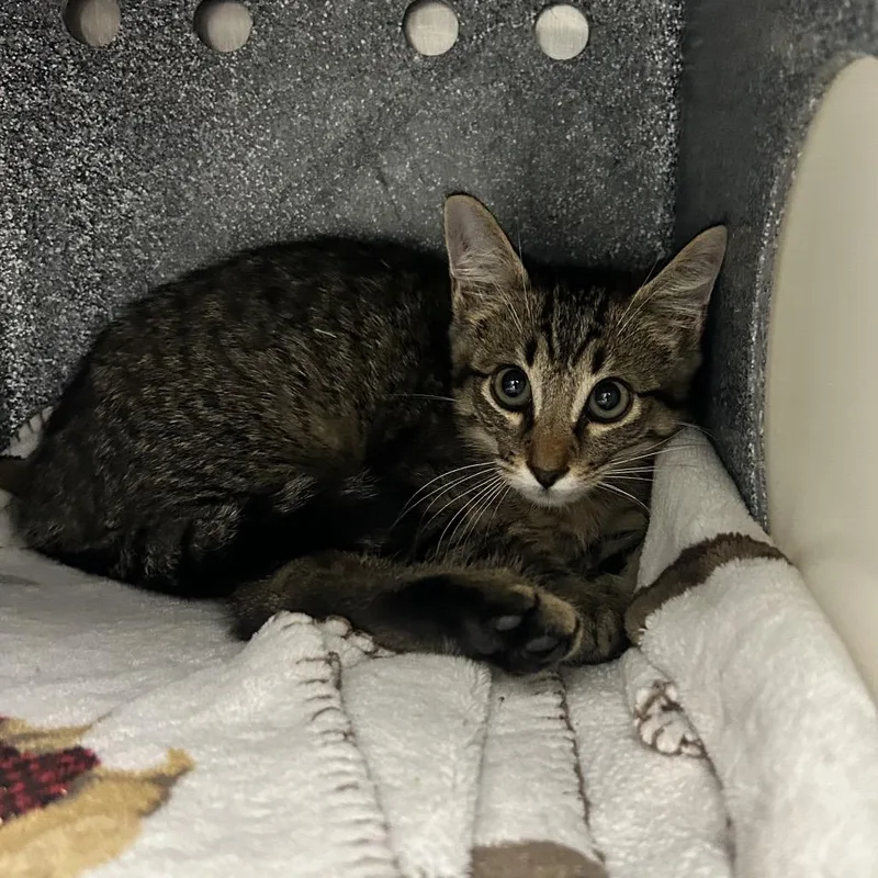 A baby small-sized male Brown / Chocolate Domestic Short Hair cat named Tricycle for adoption in Abilene, TX