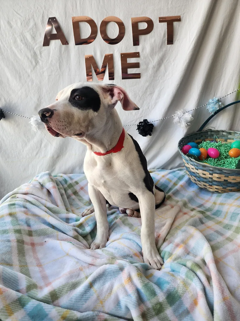 A baby large-sized male Staffordshire Bull Terrier dog named Phantom for adoption in Chatsworth, CA