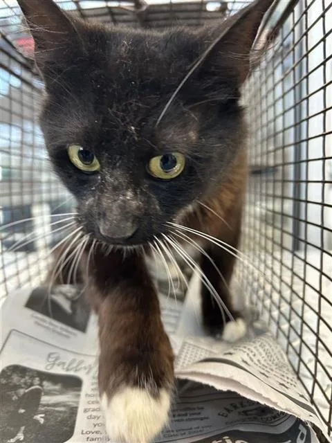 A young small-sized male Domestic Long Hair cat named Nacho for adoption in San Antonio, TX