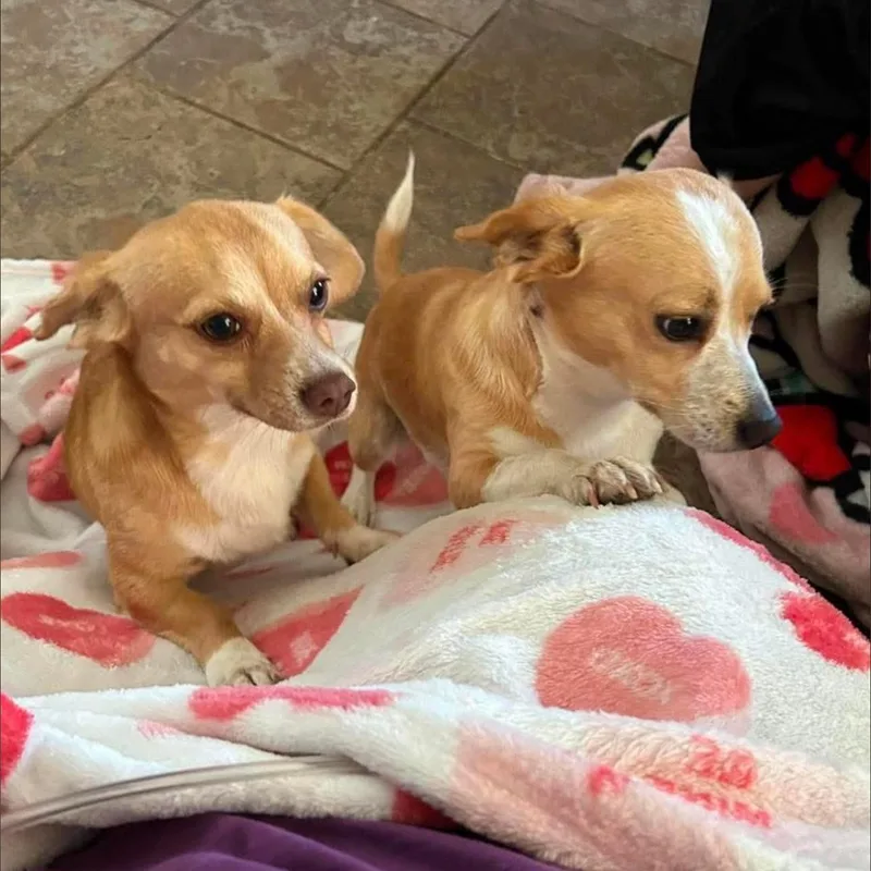 An adult small-sized male Red / Chestnut / Orange Chiweenie dog named Bean And Jack for adoption in Springfield, MO