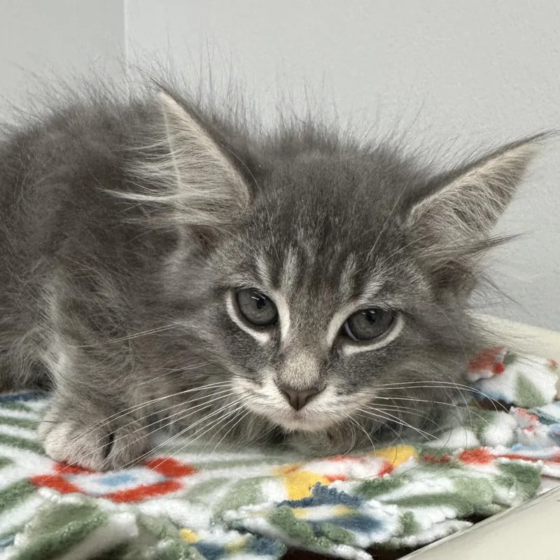 A baby small-sized male Gray / Blue / Silver Domestic Long Hair cat named Pilot for adoption in Naperville, IL