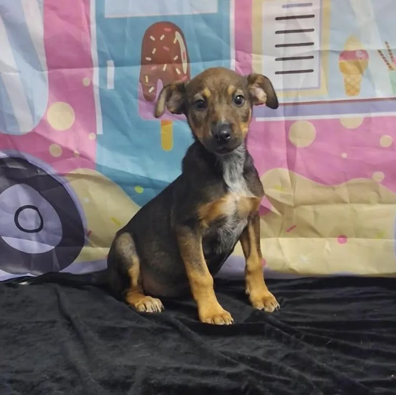 Gracie