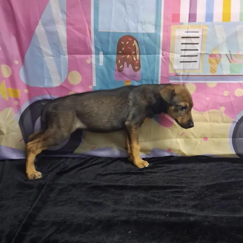 Gracie thumbnail 3