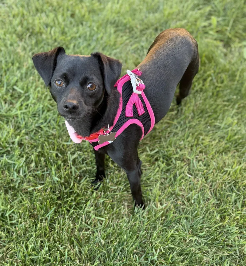 A young small-sized female Chihuahua dog named Black Beauty for adoption in Itasca, IL