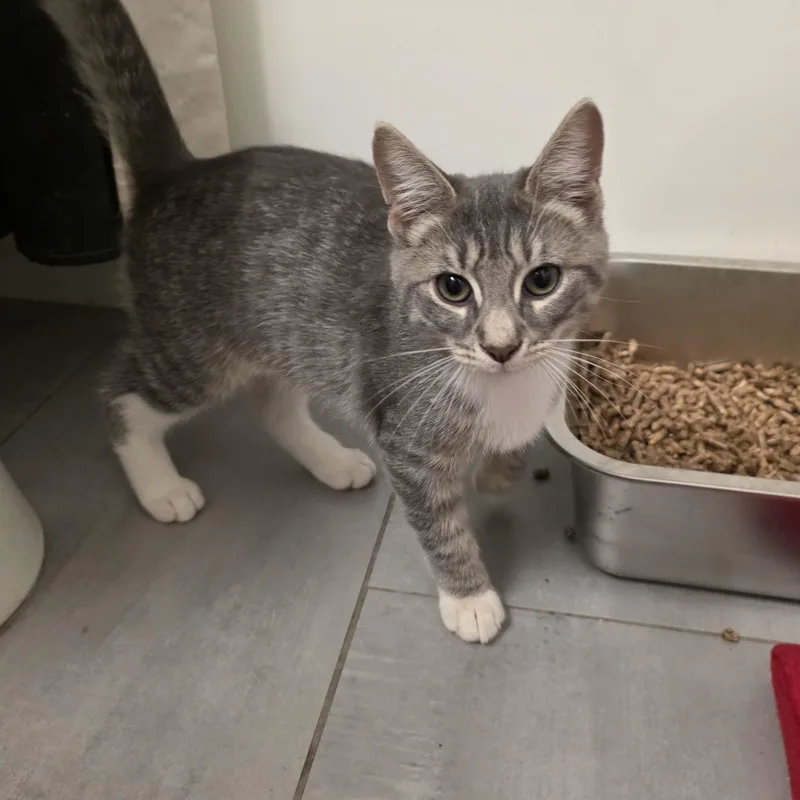 A baby medium-sized female Gray / Blue / Silver Domestic Short Hair cat named Liam for adoption in Moriches, NY