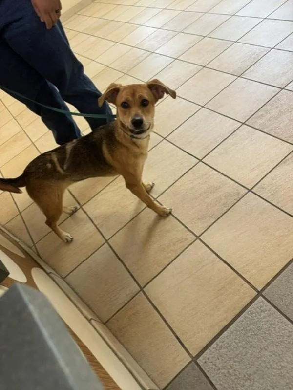 A young medium-sized female Beagle dog named Verity for adoption in Virginia Beach, VA