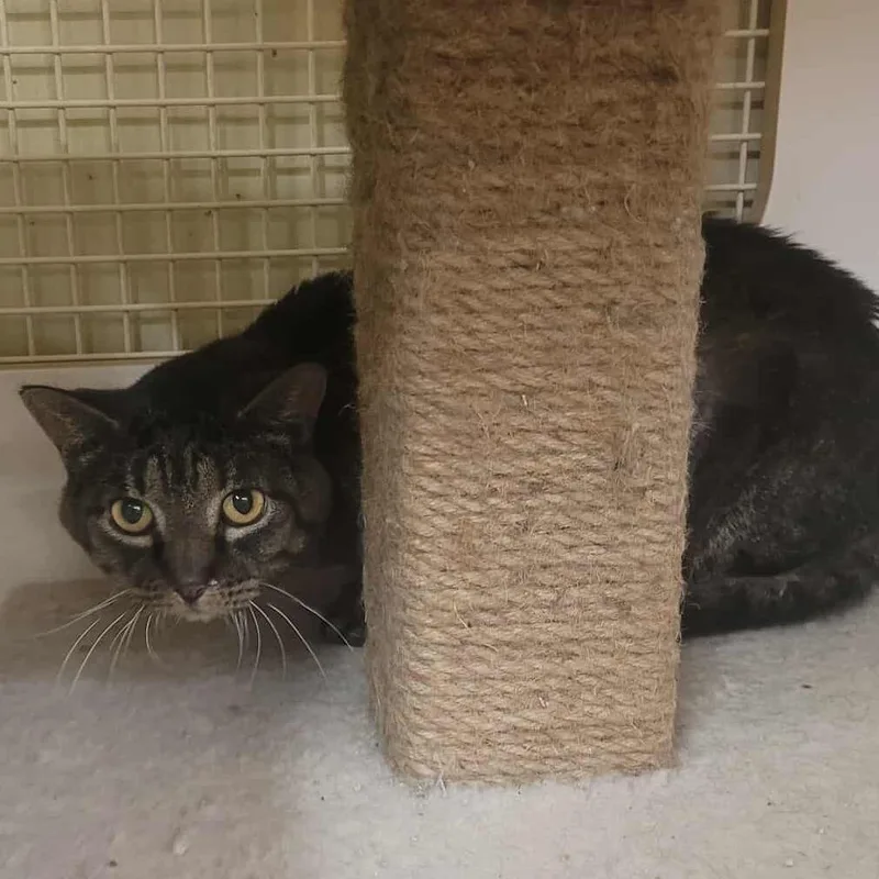 An adult medium-sized male Gray / Blue / Silver Domestic Short Hair cat named Buddy for adoption in Rochester, MN