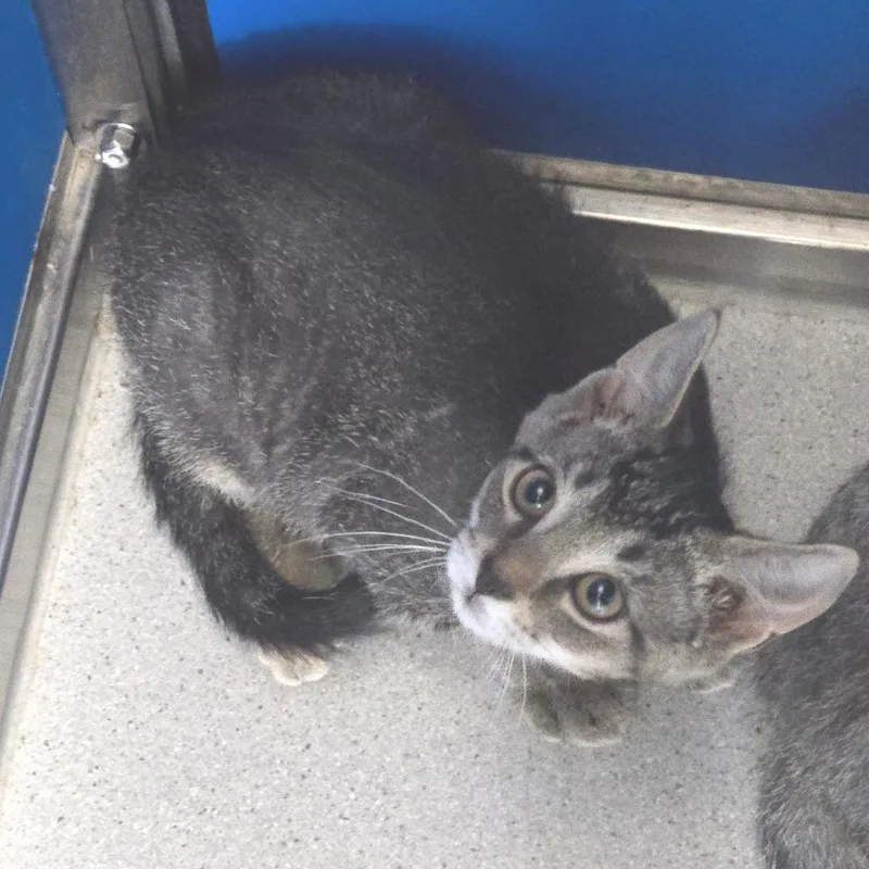 A baby small-sized male Brown / Chocolate Domestic Short Hair cat named Sven for adoption in East Smithfield , PA