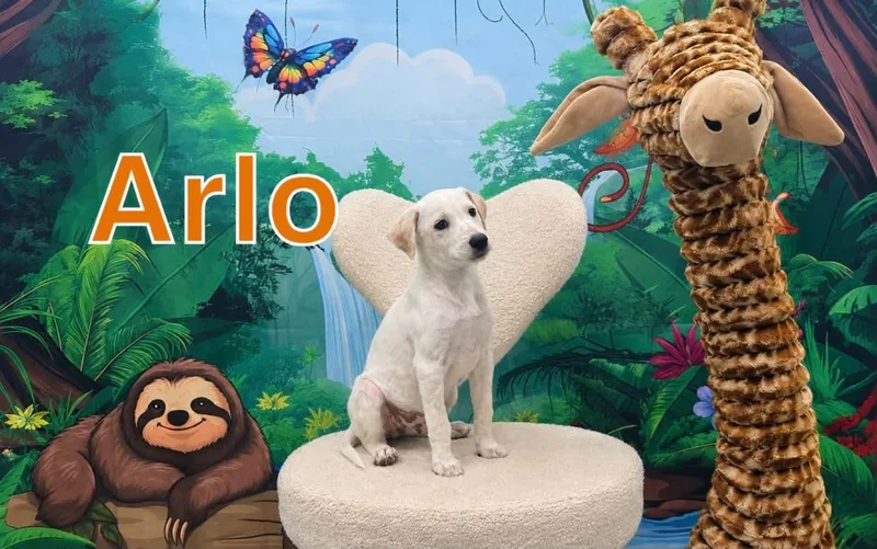 A baby medium-sized male Terrier dog named Arlo for adoption in Marine City, MI
