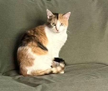 A young medium-sized female Calico cat named Churro for adoption in Lakeland, FL