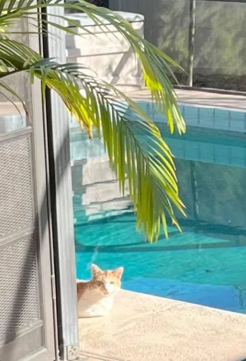 Churro thumbnail 3