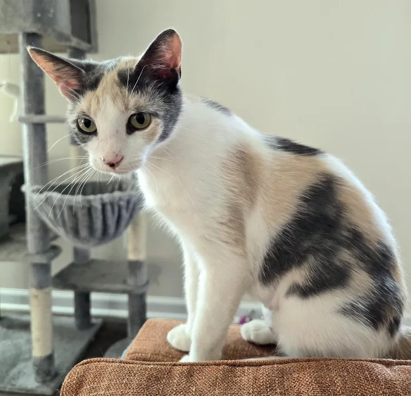 A young medium-sized female Gray & White Domestic Short Hair cat named Snow White for adoption in Wilson, NC