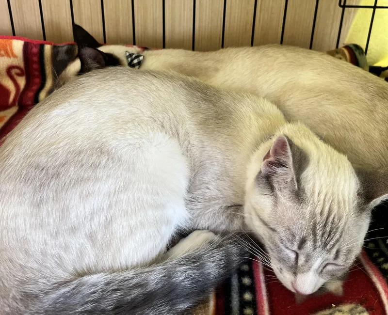 A young medium-sized male Siamese cat named Zephyr B. for adoption in Sacramento, CA