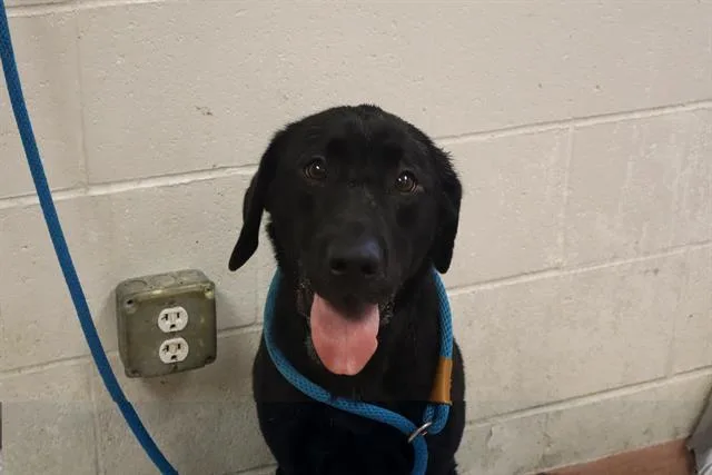 A young medium-sized female Mixed Breed dog named Ginger Ann for adoption in Columbia, SC
