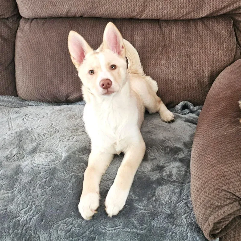 Snowball thumbnail 2