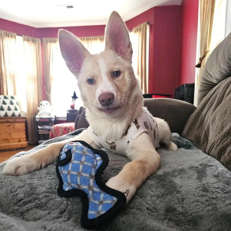 Snowball thumbnail 5