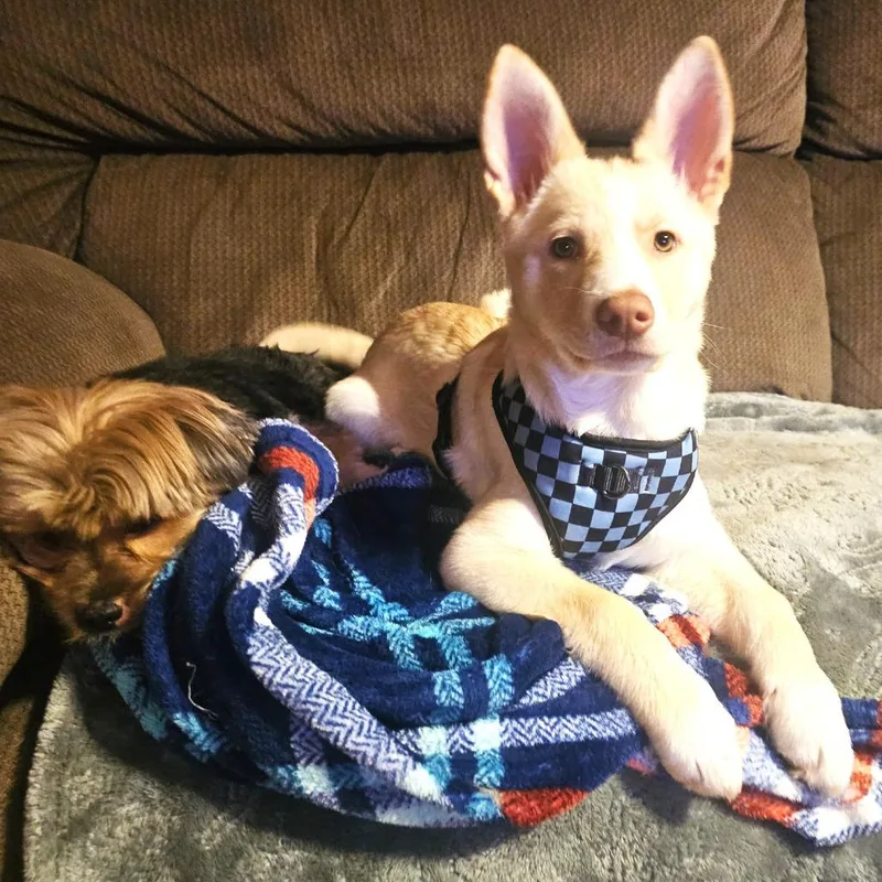 Snowball thumbnail 6