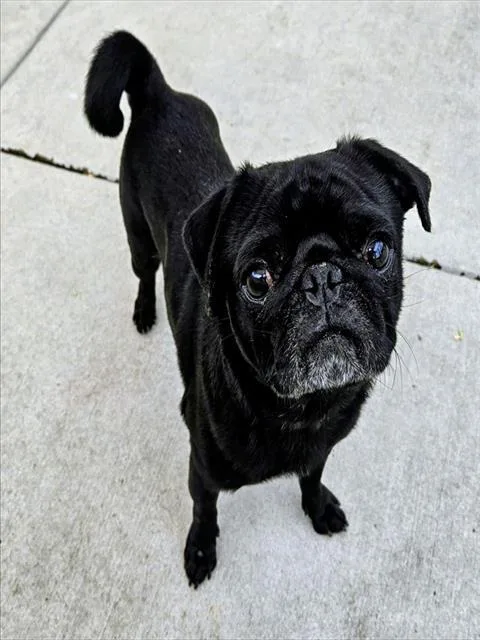 An adult small-sized male Pug dog named Reggie for adoption in Camarillo, CA