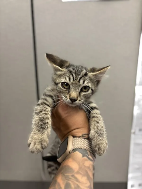 A baby small-sized female Domestic Short Hair cat named Coraline for adoption in Victorville, CA