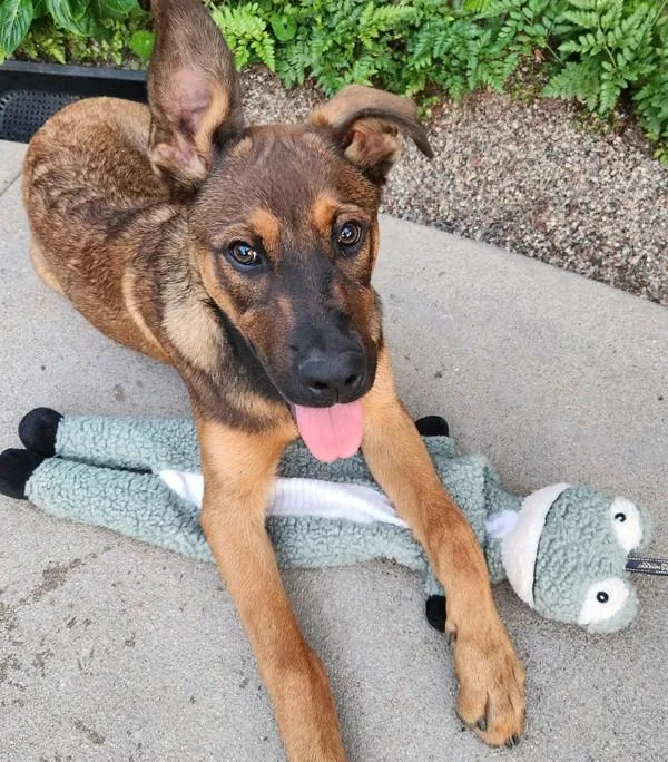 A young large-sized male Belgian Shepherd / Sheepdog dog named Jasper for adoption in Escondido, CA