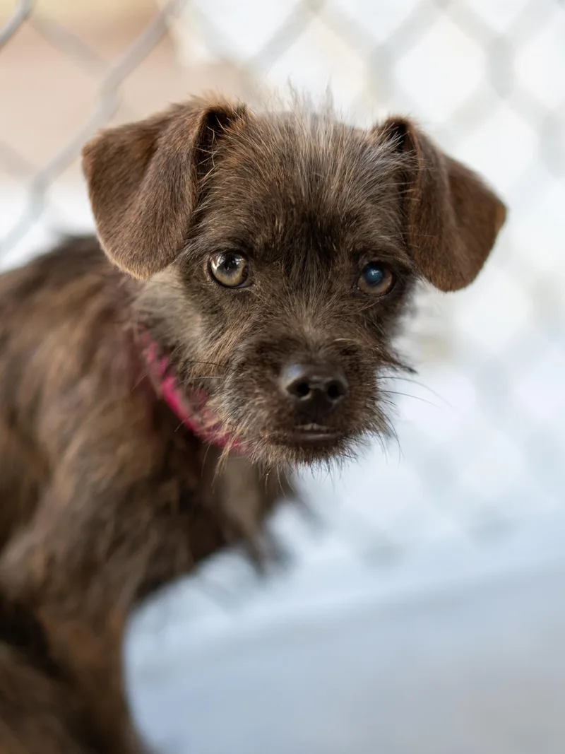 A young small-sized female Black Terrier dog named Tawney for adoption in Fresno, CA