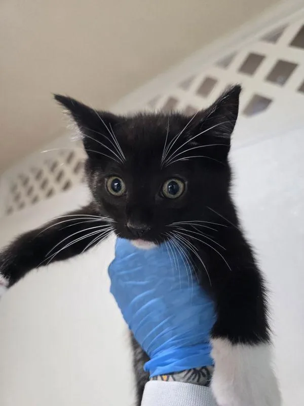A baby small-sized male Domestic Short Hair cat named Harvest for adoption in Sherwood, OR