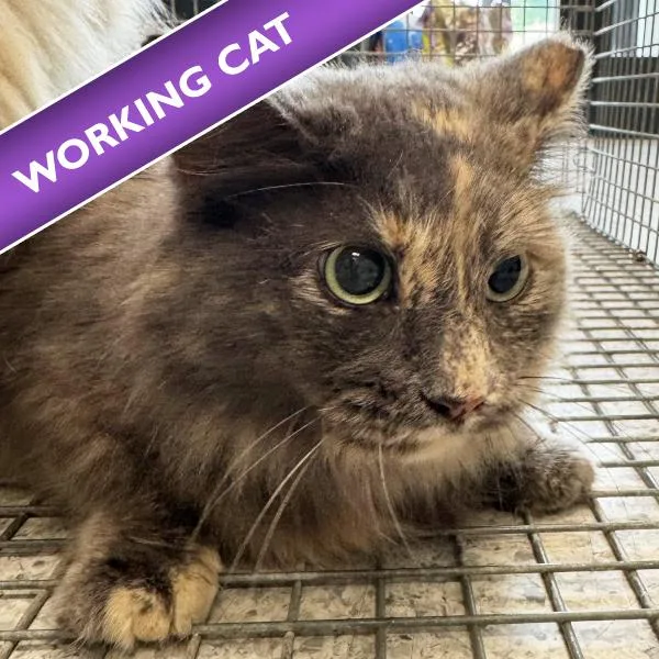 An adult small-sized female Domestic Short Hair cat named Mama for adoption in Des Moines, IA