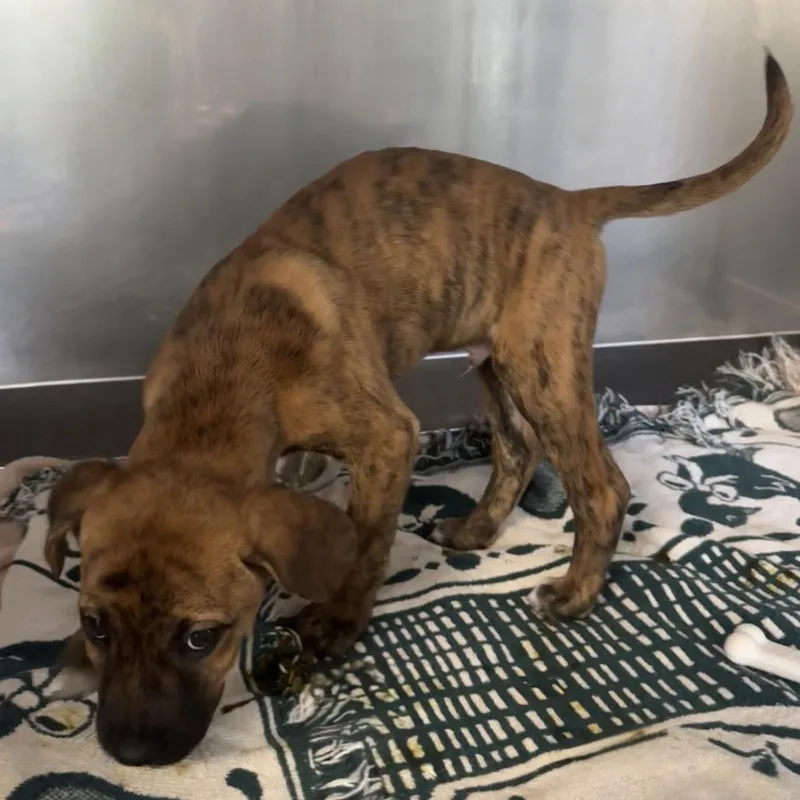 A baby small-sized male Brindle Mixed Breed dog named Big Guy for adoption in Saint Charles, MO