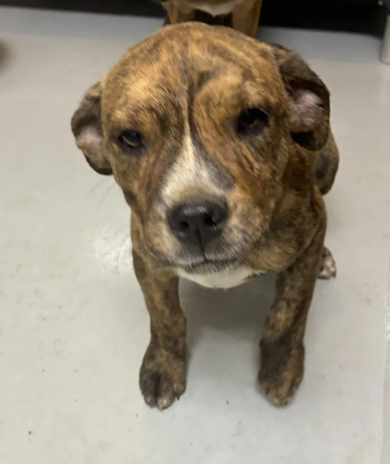 A young medium-sized male Brindle Australian Cattle Dog / Blue Heeler dog named Smith for adoption in Germanton, NC
