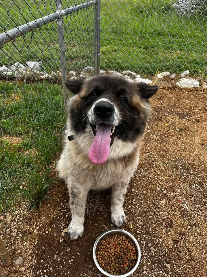 An adult large-sized female Tricolor (Brown, Black, & White) Akita dog named Carol Kaye for adoption in Munfordville, KY