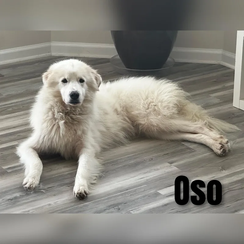 Oso