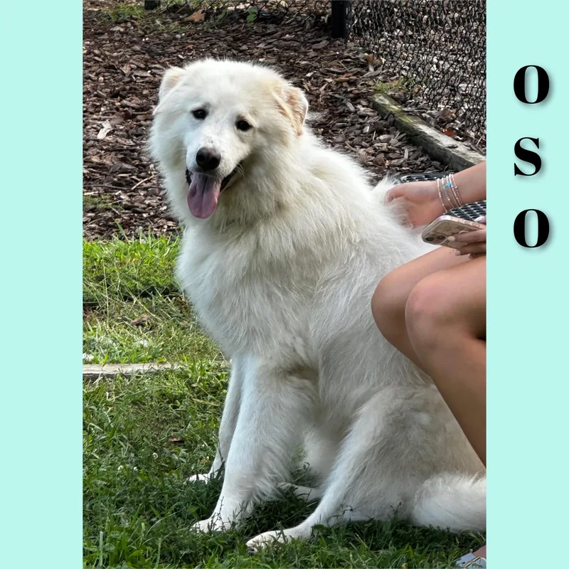 Oso thumbnail 2