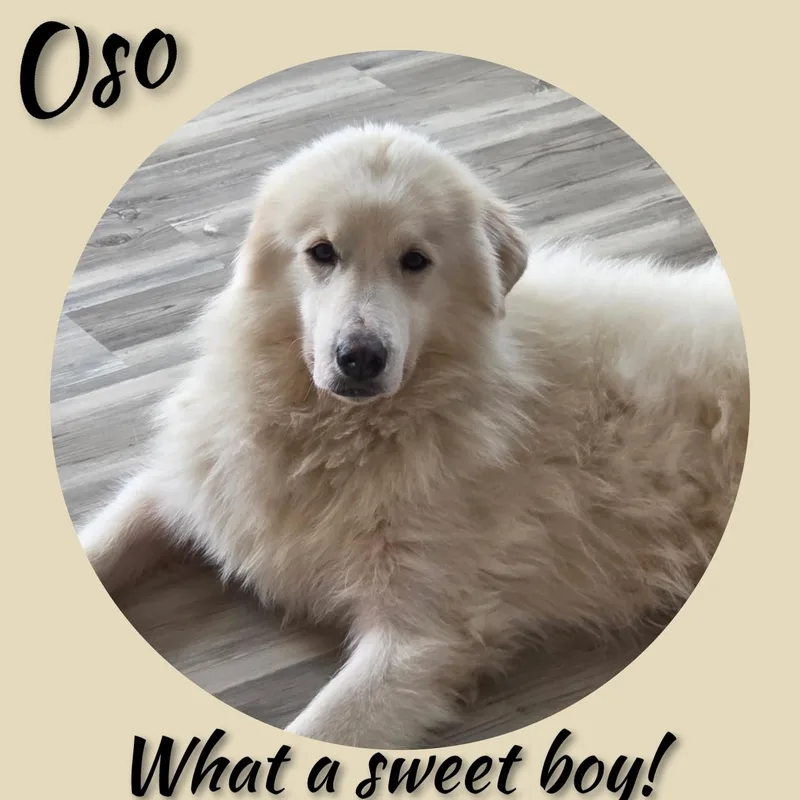 Oso thumbnail 3