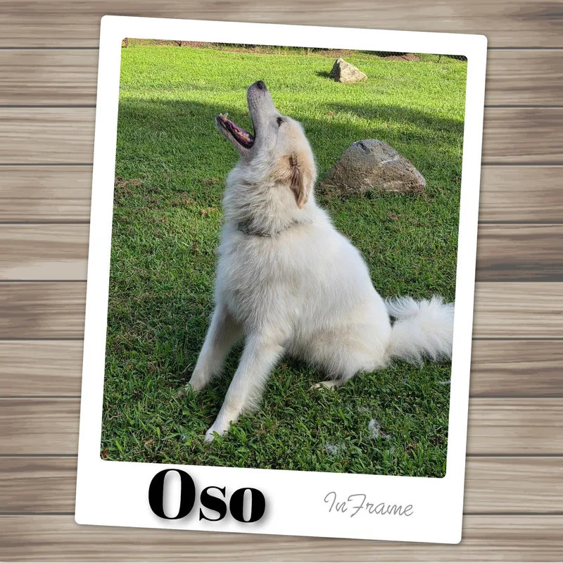 Oso thumbnail 4