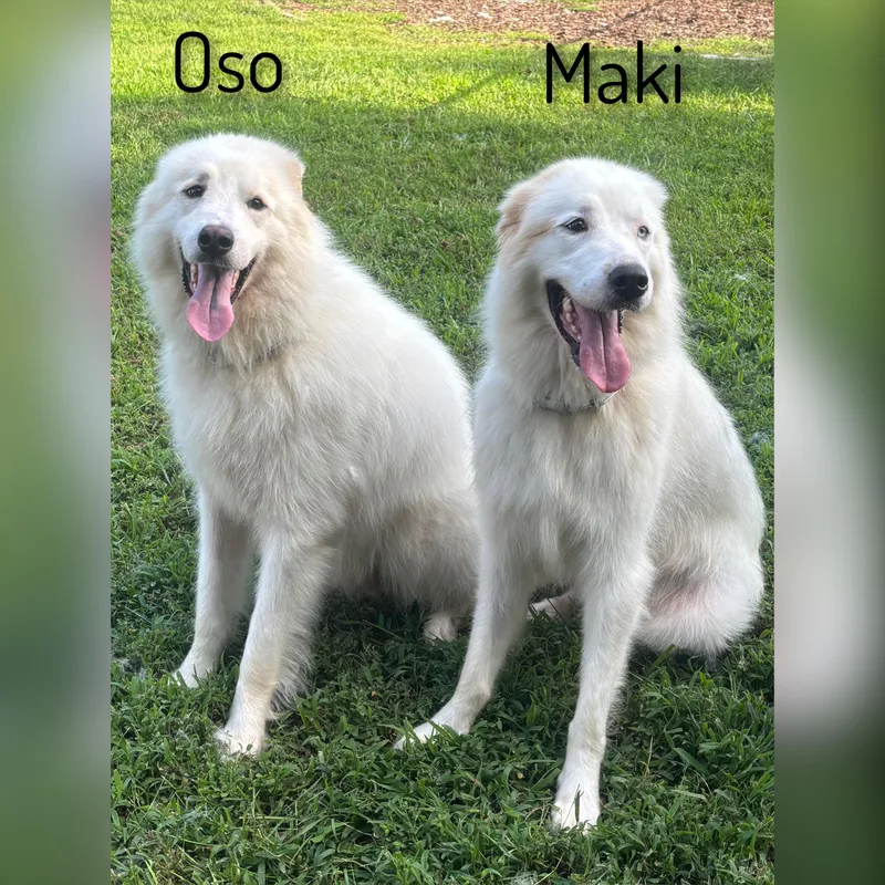 Oso thumbnail 5