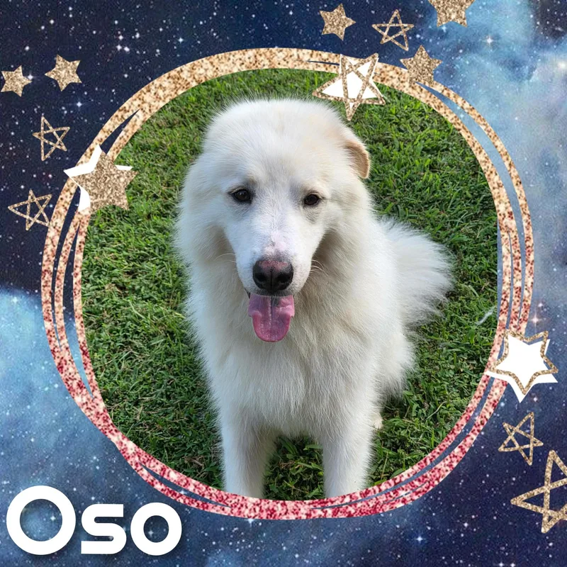 Oso thumbnail 6
