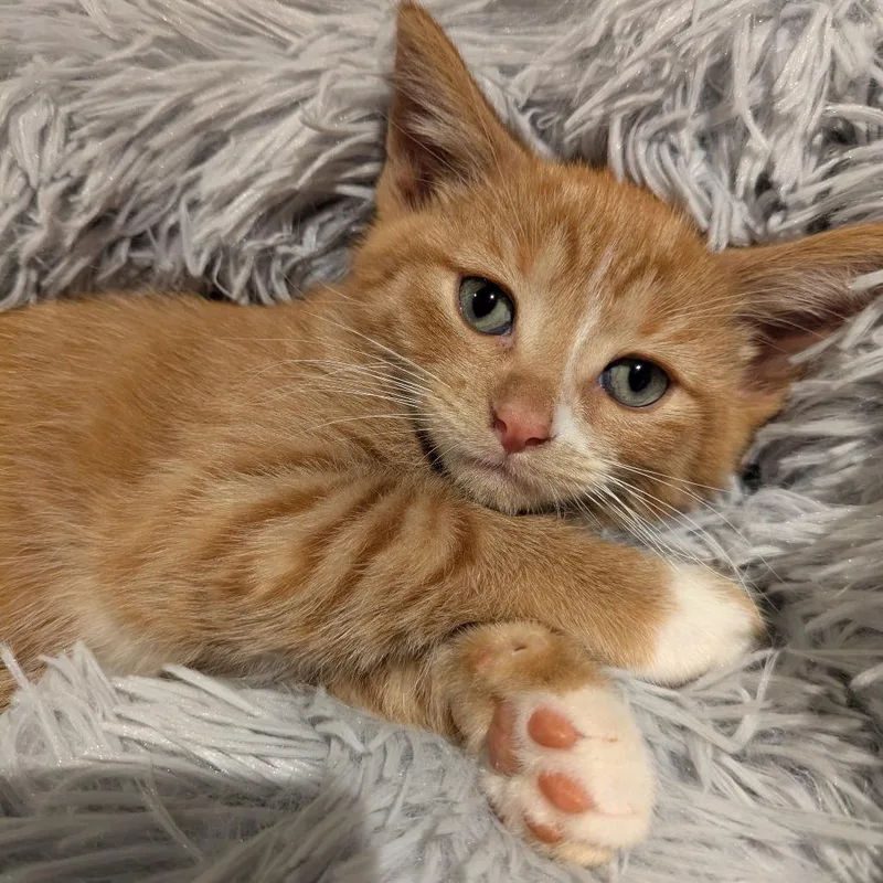 A baby small-sized male Orange / Red Domestic Short Hair cat named Snowy C for adoption in Princeton, MN