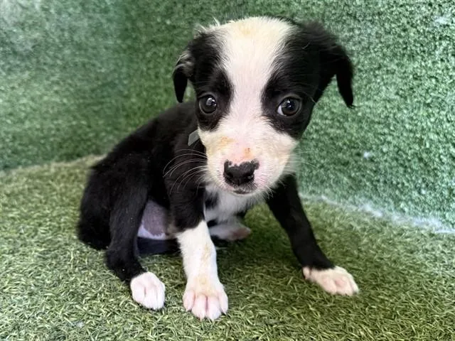 A baby small-sized female Labrador Retriever dog named A for adoption in Lancaster, CA