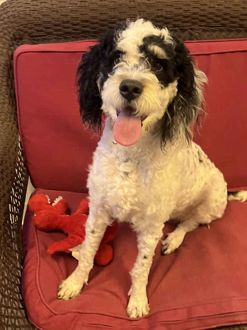 A young medium-sized female Poodle dog named Poka for adoption in Steeleville, IL