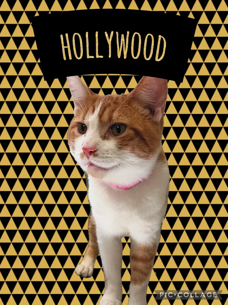A young medium-sized male Domestic Short Hair cat named Hollywood for adoption in Muncie, IN