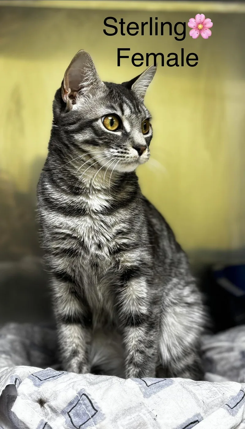 Sterling thumbnail 2