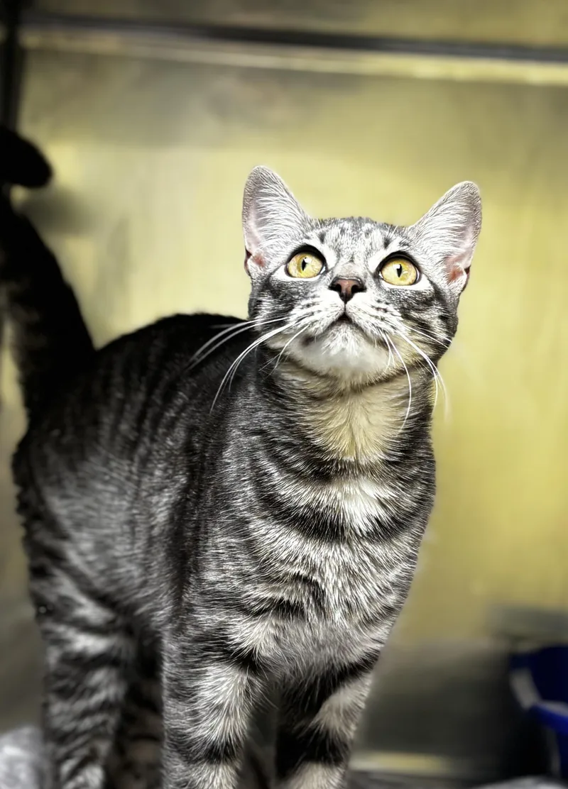 Sterling thumbnail 3