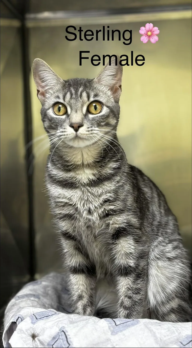 Sterling thumbnail 4