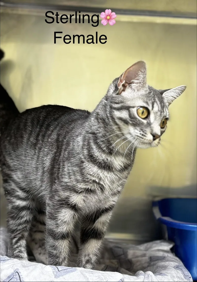 A young medium-sized female Domestic Short Hair cat named Sterling for adoption in Calais, ME