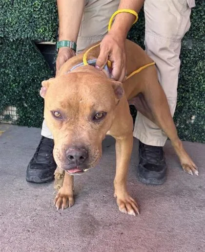 An adult medium-sized male Brown / Chocolate Pit Bull Terrier dog named Scoobydoo for adoption in El Paso, TX