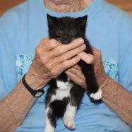 A baby small-sized female Black Domestic Short Hair cat named Velvet for adoption in Winchester, VA